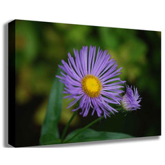 Purple Daisy Canvas Printed | Wallhogs