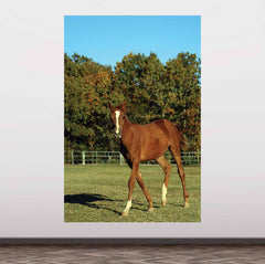 72 inch Horse Portrait Gloss Poster Displayed on Wall