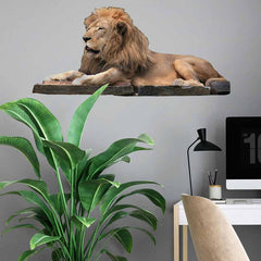 36 inch Lion Resting Wall Decal Installed in Office Area