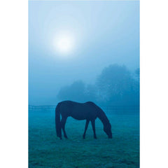 Morning Mist Horse Gloss Poster Printed | Wallhogs