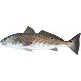 Red Drum Fish Wall Decal Printed & Die-Cut | Wallhogs