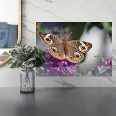 17x24 inch Butterfly on Purple Flower Poster Installed Above Counter